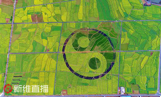 <a href='//www.newe.tv' target='_balnk'>湖南</a>油菜花节召开