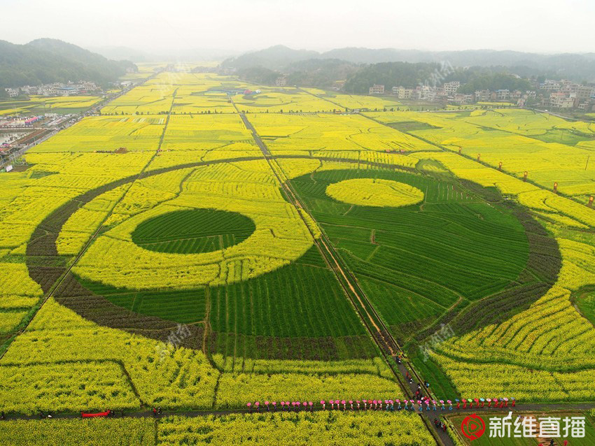 <a href='//www.newe.tv' target='_balnk'>湖南</a>油菜花节召开
