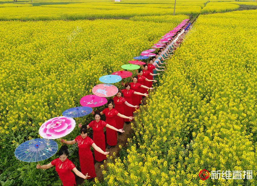 <a href='//www.newe.tv' target='_balnk'>湖南</a>油菜花节召开