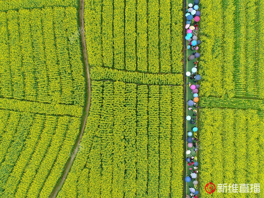 <a href='//www.newe.tv' target='_balnk'>湖南</a>油菜花节召开